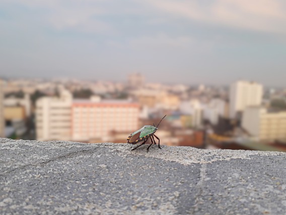 City bug